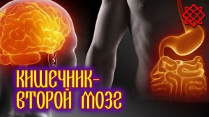 КИШЕЧНИК ВТОРОЙ МОЗГ. Как Мы Гробим Наш Кишечник и Очищение Кишечника.mp4