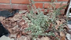 БЕРЕСКЛЕТ ФОРЧУНА - вечнозелёный кустарник. ОБЗОР!