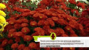 ПОСАДКА  УХОД И ХРАНЕНИЕ КУСТОВЫХ ХРИЗАНТЕМ. Рекомендации опытного цветовода
