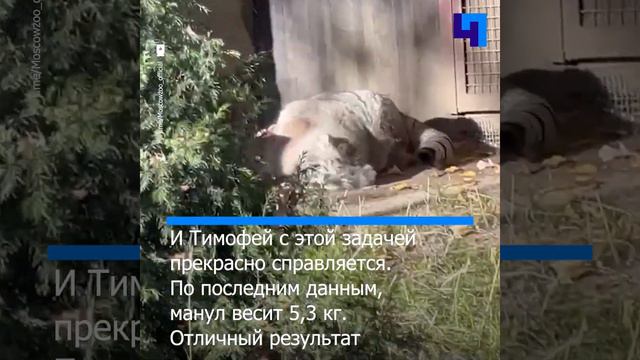 Манул Тимофей из Московского зоопарка успешно справляется с “зажировкой”