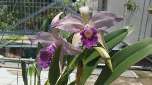 Lc. Canhamiana var. coerulea  'Azure Sky' AM/AOS
(C. mossiae var. coerulea x L. purpurata var. werk