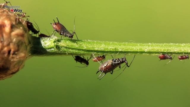 Я не Поверил Глазам, но ТЛЯ Расщепляются На Глазах! СРОЧНО ДАЙТЕ Тле СОДУ С СОЛЬЮ! смотреть онлайн