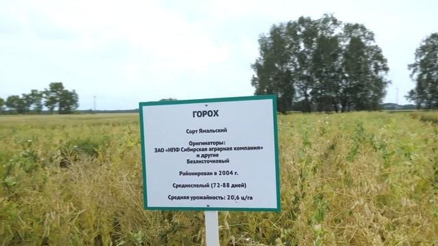 Фазы роста и развития, этапы органогенеза гороха