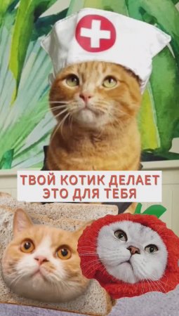 А ты знал об этом? #животные #котик #интересно