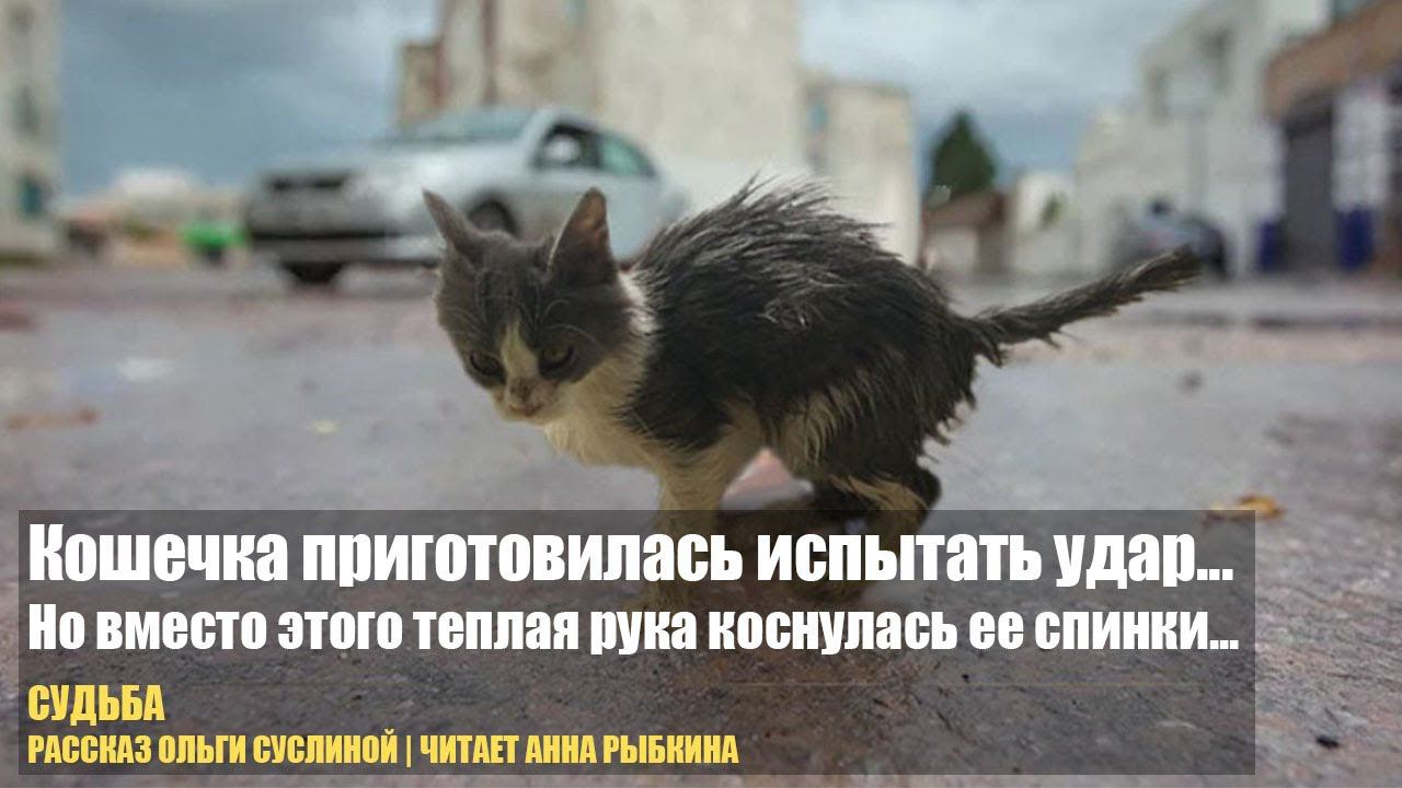 Маленькая кошечка приготовилась испытать удар, но вместо этого теплая ладонь коснулась ее спинки