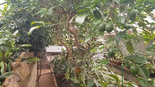 Стоит ли выращивать дома Павловский лимон смотреть онлайн