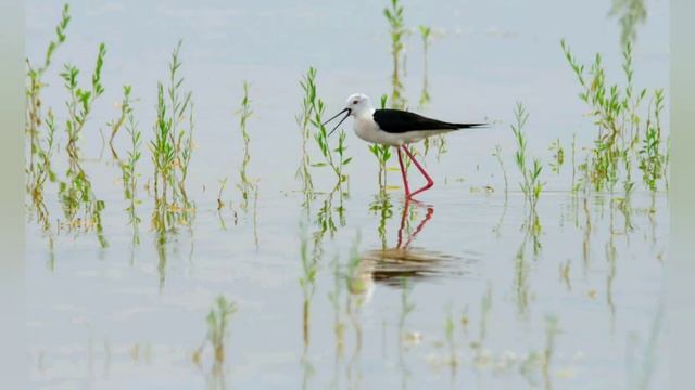 Варган, степь, лай собаки. смотреть онлайн