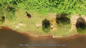 Английский мастиф