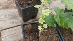 Что делать с плющелистной пеларгонией после зимы