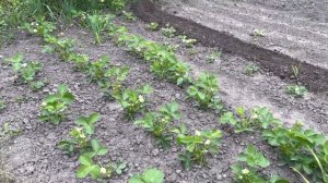 Побалуйте свою землянику бархатцами.  Высаживаю землянику, выращенную из семян.