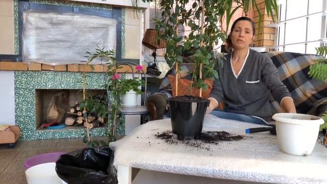 ДИПЛАДЕНИЯ УХОД И ПЕРЕСАДКА 4К | УХОД ЗА МАНДЕВИЛЛОЙ
