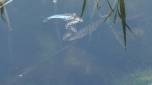 Гадюка охотится на рыбу Уникальные кадры. Snake hunts for fish