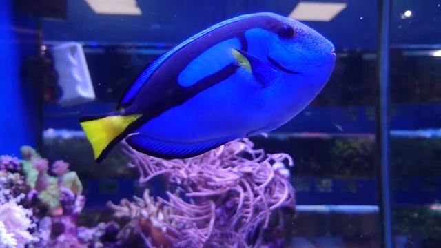 Морской аквариум с рыбками. Хирург голубой (королевский), Оцеллярис клоун смотреть онлайн