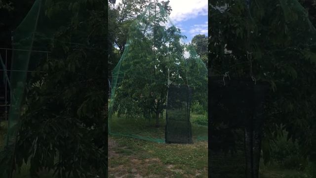 Как защитить черешню от птиц (часть 2) смотреть онлайн