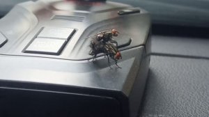 Мухи делают еще больше мух 🤣