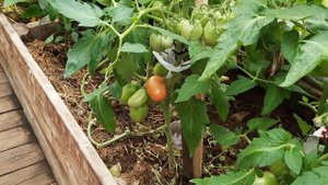 Томат буян красный, шикарный и урожайный сорт. Обзор в теплице на 25.07.21