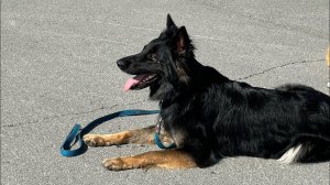 ВИДЕО ОТЗЫВ НЕМЕЦКАЯ ОВЧАРКА. НЕПОСЛУШАНИЕ И АГРЕССИЯ. КЦ «БАРС»