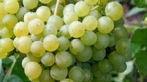 Виноград десертного сорта Алешенькин  выращивания и сбора урожая