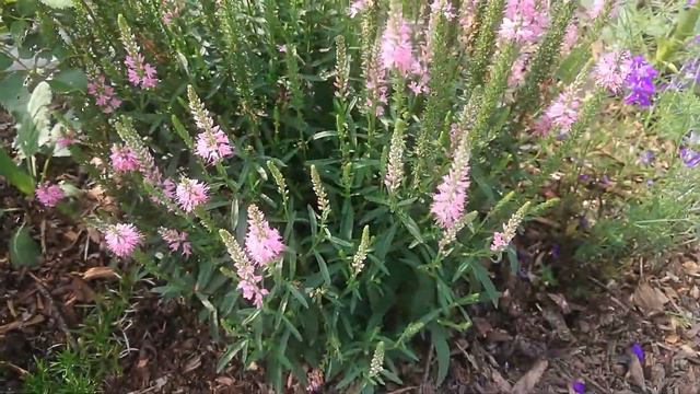 It Is a Win, Win, Win: Deadheading Veronica смотреть онлайн