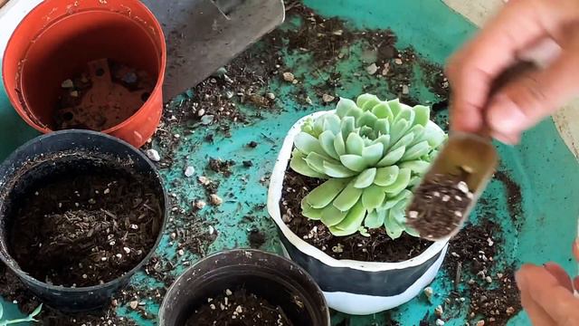 Potting Echeveria Succulents / I Made A Pinch Pot /Relaxing Potting Video / Pot With Me Video смотреть онлайн