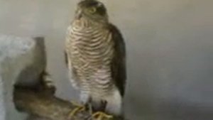 Ястреб-перепелятник, Accipiter nisus