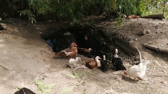 Мускусная утка. Индоутки. Шипуны. смотреть онлайн