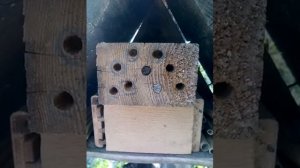 Разведение полезных насекомых на пермакультурном участке. ЗАМОВЛЯЙ ОСМІЙ ТУТ