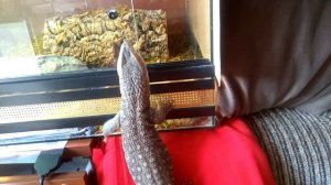 Прогулка капского варана