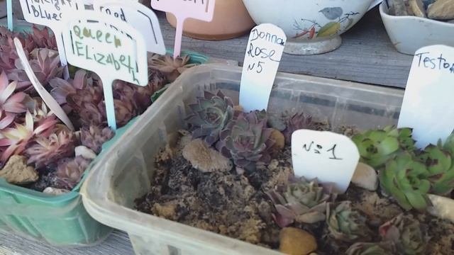 ОБЗОР САДА - кулинарный цветник, розарии, садовый декор...