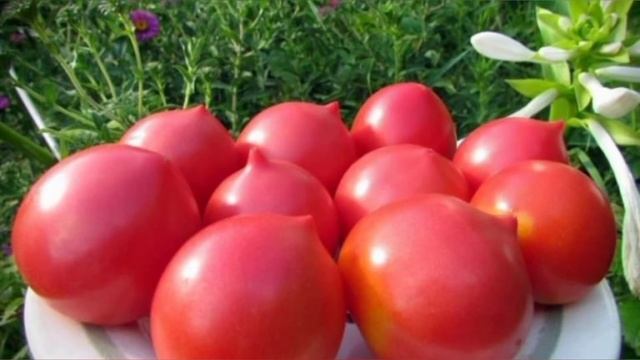 Любимцы публики – томаты с «носиком». Самые вкусные и урожайные сорта