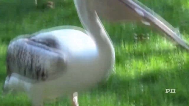 Как мать детёныша антилопы спасла от смерти своего малыша. смотреть онлайн