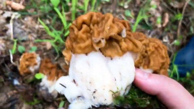 Нашла огромные строчки среди ярких саркосциф смотреть онлайн