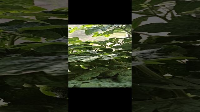 Помидоры на подоконнике ?? созрели ?? смотреть онлайн