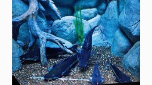 Сочинский Дендрарий обзор парка