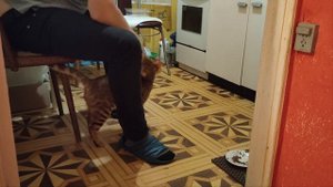 ?Как я надрессировал бенгала за неделю. Считаю успехом мои достижения. Как научить кота командам