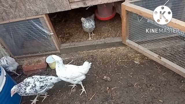 Цыплята адаптируется на улице. Куры пушкинские. #курица #цыплята #куры #яйцо смотреть онлайн