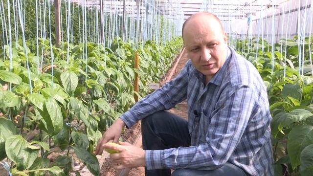 Перец ФЛАМИНГО 19 - 02 - 2018 смотреть онлайн