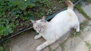 Не зря сидела🐥🐤 Папа приготовил обед 👍🧡Кубань красавица 🌳🌸🍒Жизнь в станице🏡