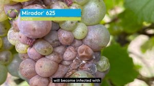 Botrytis in Grapes