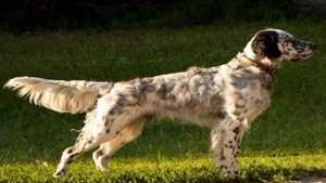 Сеттер (собака): описание русской породы, виды