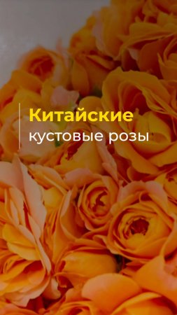 Как обстоят дела с кустовой розой в Китае?