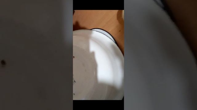 НАШЕЛ КРАСНЫЙ БРИЛЛИАНТ . БРУЛИК ИЗ ЧЕГО??? ПОХОЖ БЫЛ НА ГЛИНУ НО... - 7 ЧАСТЬ