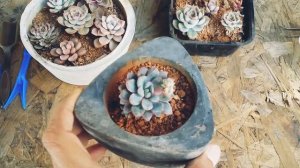 || ECHEVERIA SUBCORYMBOSA || CARE TIPS ||