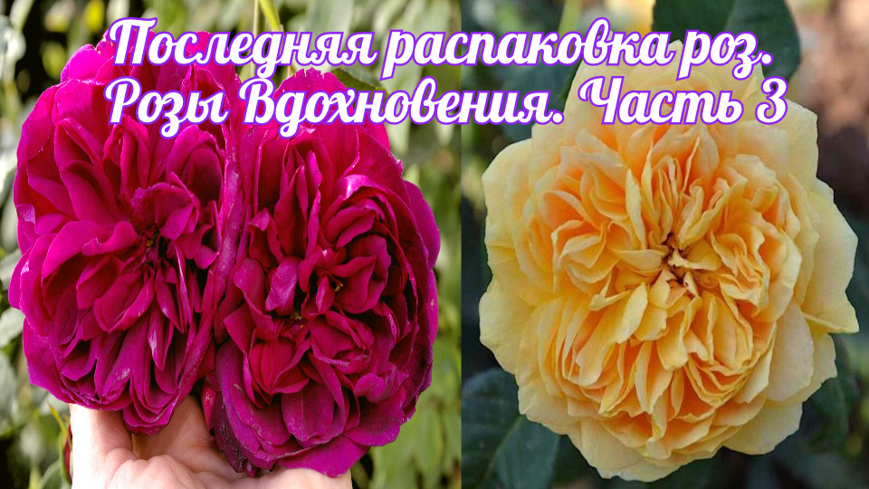 Питомник розы вдохновения. Распаковка роз из питомников Коровайной Натальи.