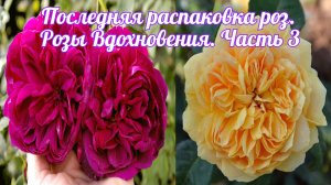 Последняя распаковка роз. Розы Вдохновения. Часть 3.mp4