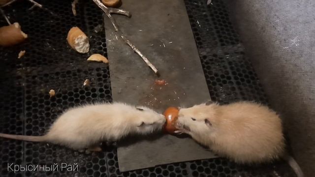 Угощаем нутрию помидором // кормление нутрий смотреть онлайн