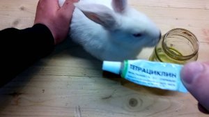 Лечение конъюнктивита у кроликов.