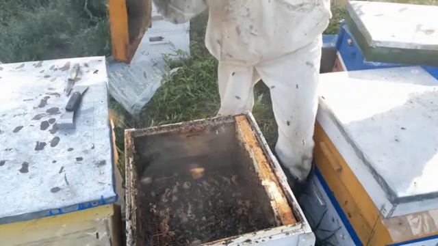 Сколько мёда принесли лучшие семьи
