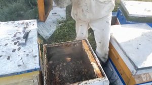 Сколько мёда принесли лучшие семьи