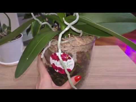 Восстановление орхидеи из состояния ПЕРЕСУШЕННЫЕ КОРНИ (уценка) до состояния ЗДОРОВЫЕ КОРНИ.